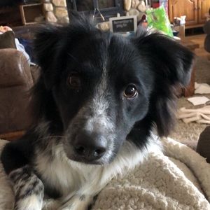 Meet your Posher, Bailie